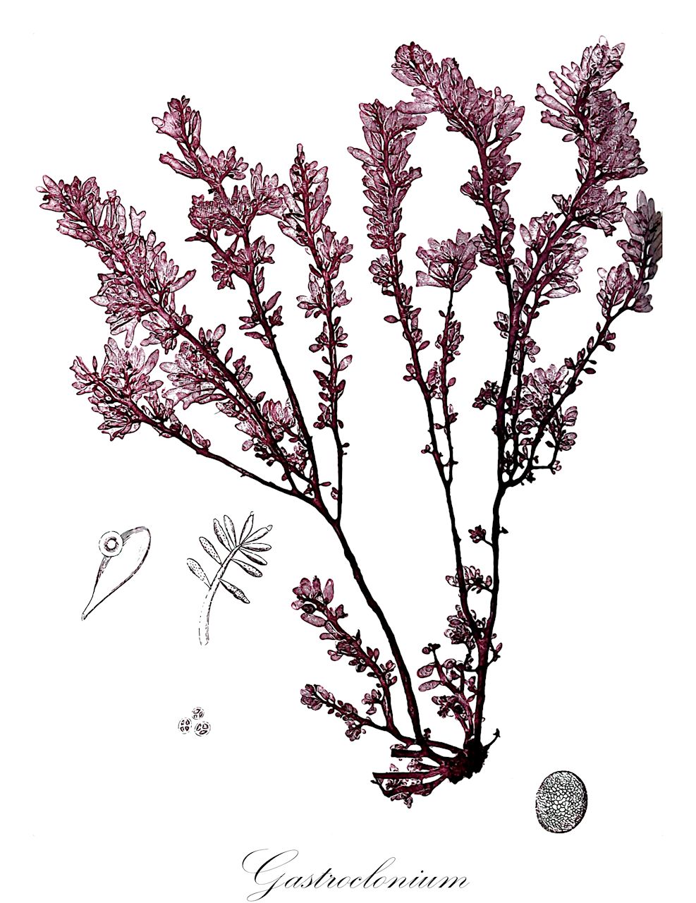 Gastroclonium - Champiaceae,Biota,Plantae,Rhodophyta,Eurhodophytina,Florideophyceae,Rhodymeniales,Champiaceae,Gastroclonium,Coeloseira, Sedoidea