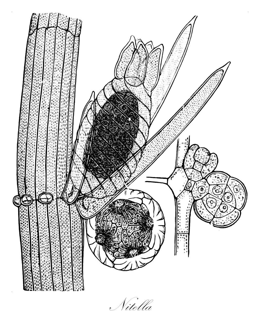 Nitella - Charophyta,Biota,Plantae,Charophyta,Charophyceae,Charales,Characeae,Nitella,Charina