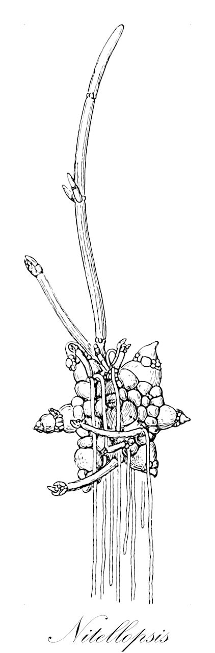 Nitellopsis - Characeae,Biota,Plantae,Charophyta,Charophyceae,Charales,Characeae,Nitellopsis