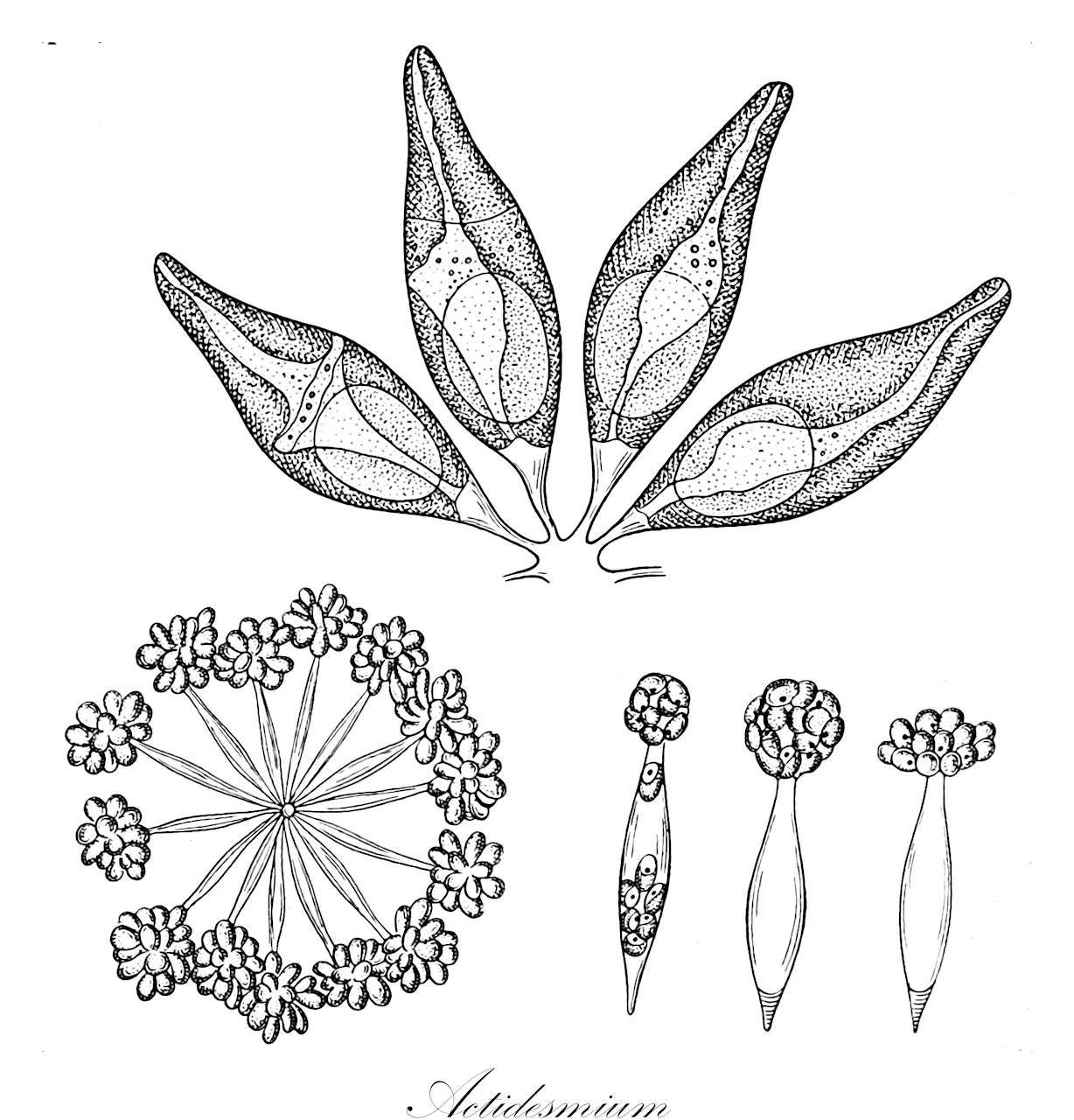Actidesmium - Phyllanthaceae,Biota,Plantae,Chlorophyta,Chlorophytina,Chlorophyceae,Sphaeropleales,Characiaceae,Actidesmium