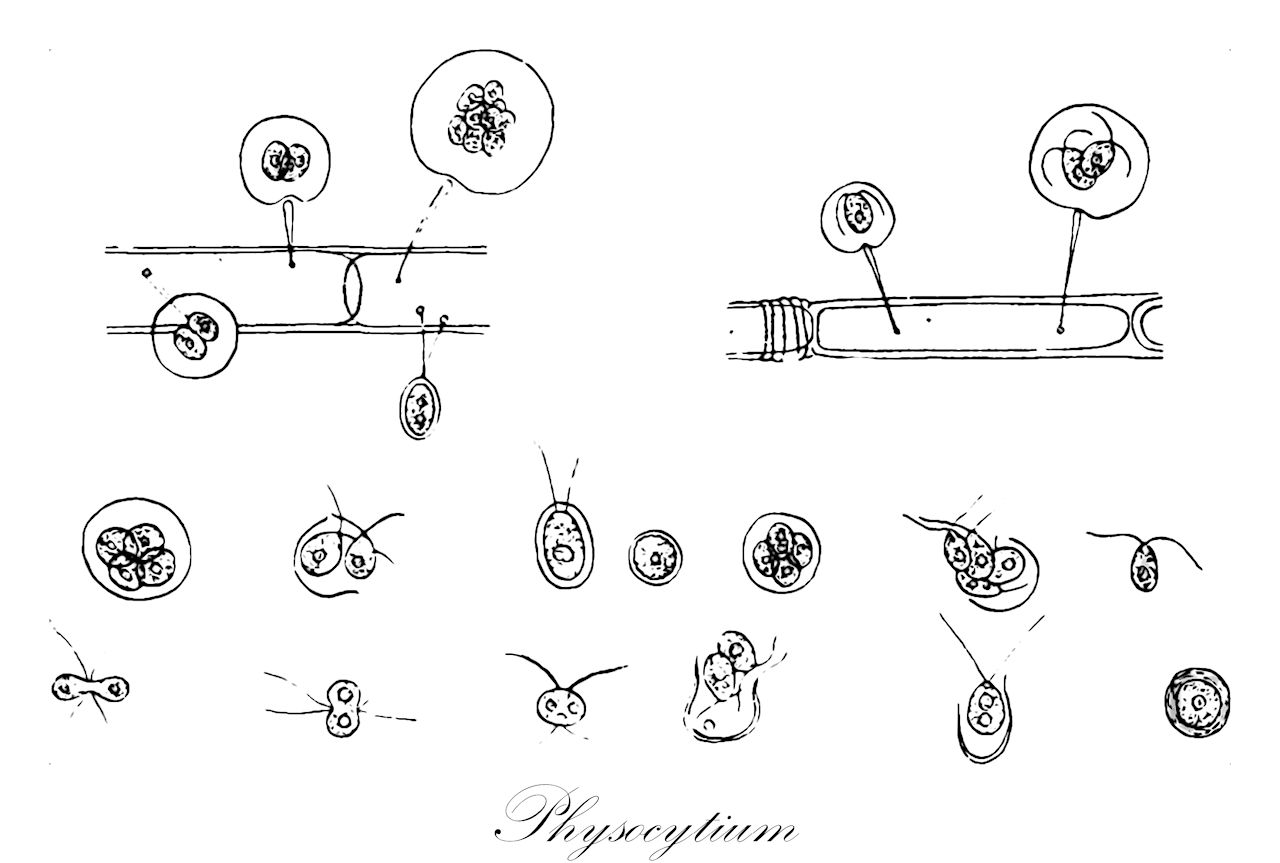 Physocytium - Chlorophyta,Biota,Plantae,Chlorophyta,Chlorophytina,Chlorophyceae,Tetrasporales,Characiochloridaceae,Physocytium