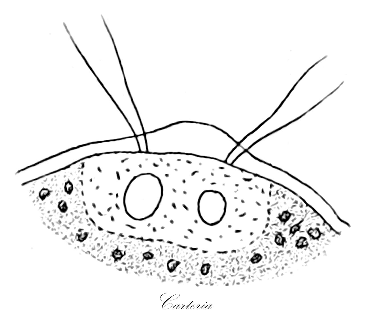 Carteria - Chlorophyta,Biota,Fungi,Ascomycota,Sordariomycetes,Sordariales,Chaetomiaceae,Carteria