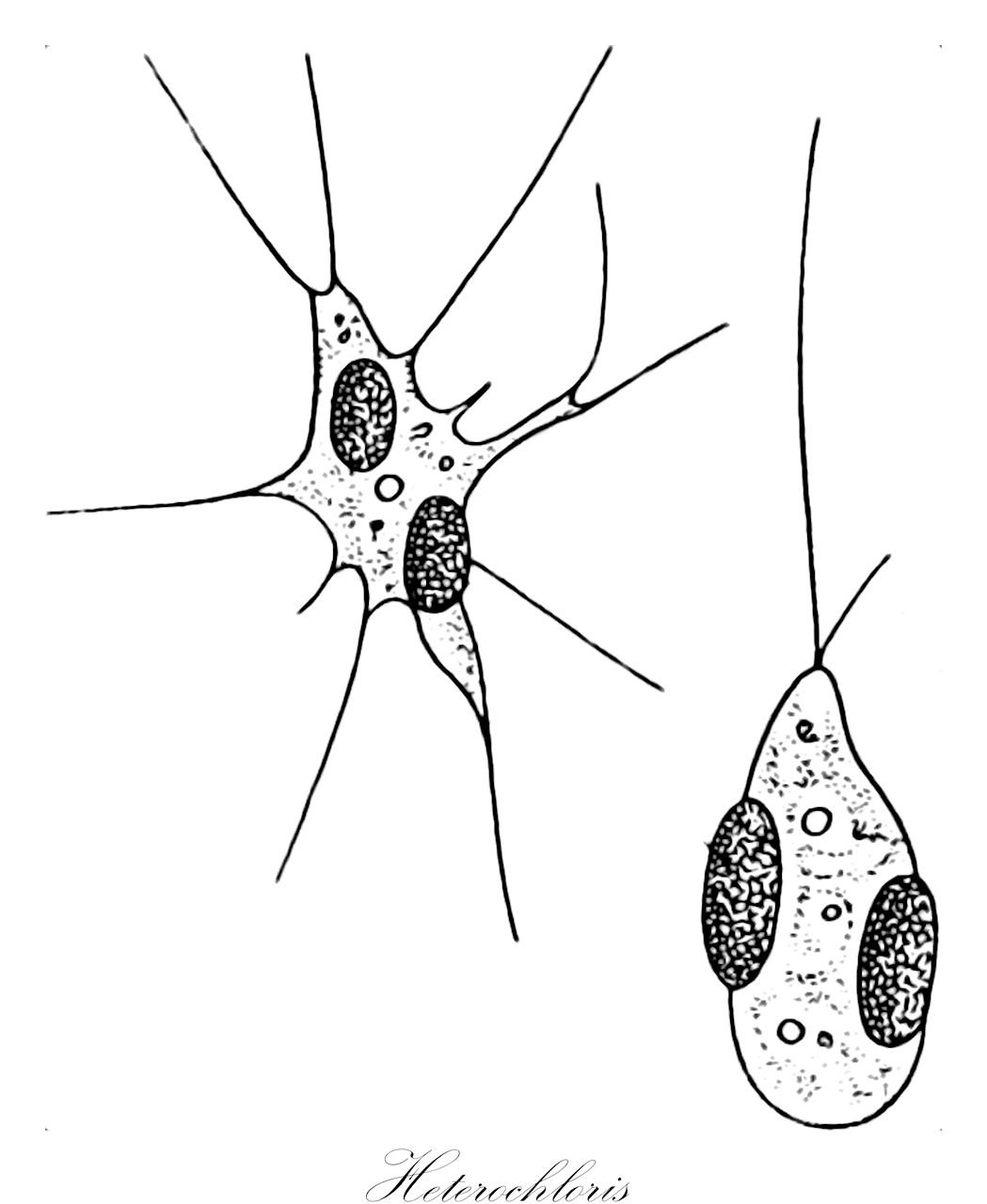 Heterochloris - Ochrophyta,Biota,Chromista,Ochrophyta,Xanthophyceae,Chloramoebales,Chloramoebaceae,Heterochloris