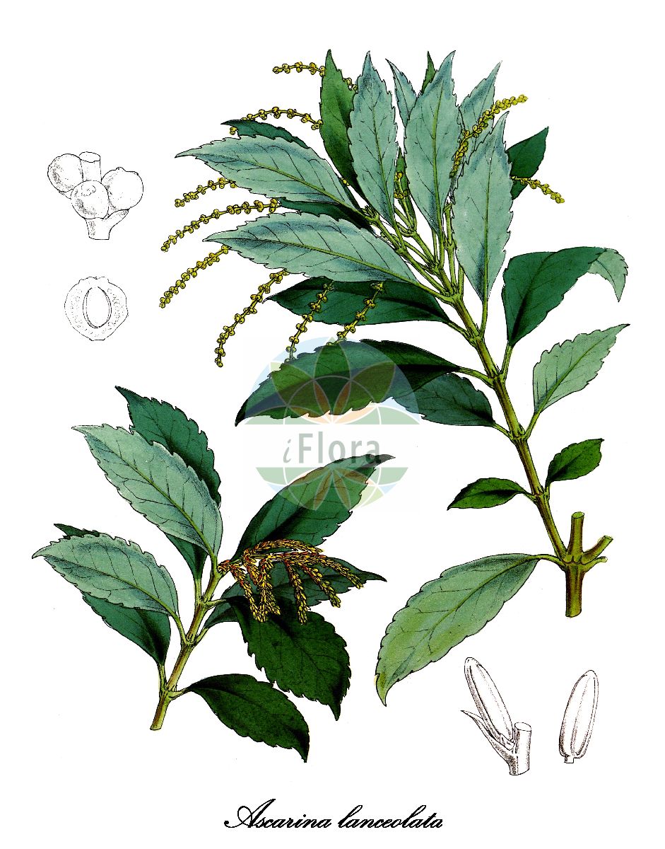 Ascarina lucida var. lanceolata - Chloranthaceae,Plantae,Pteridobiotina,Angiosperms,Chloranthales,Chloranthaceae,Ascarina,Ascarina lucida,Ascarina lucida var. lanceolata,Ascarina lanceolata