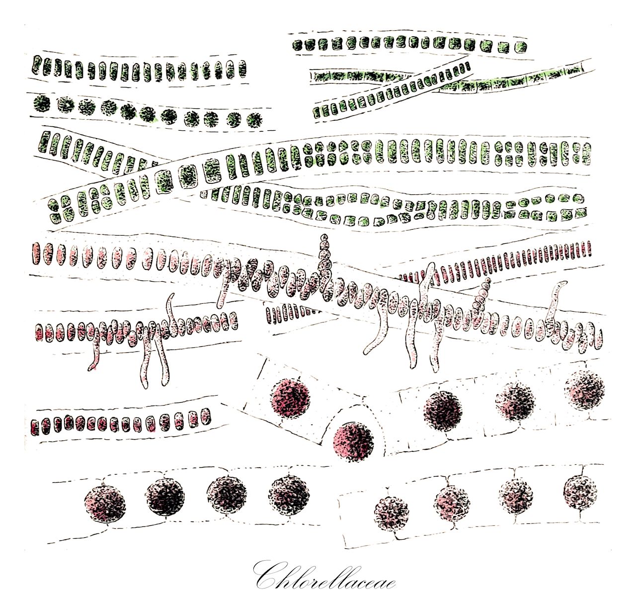 Chlorellaceae - Chlorellaceae,Biota,Plantae,Chlorophyta,Chlorophytina,Trebouxiophyceae,Chlorellales,Chlorellaceae,Micractiniaceae