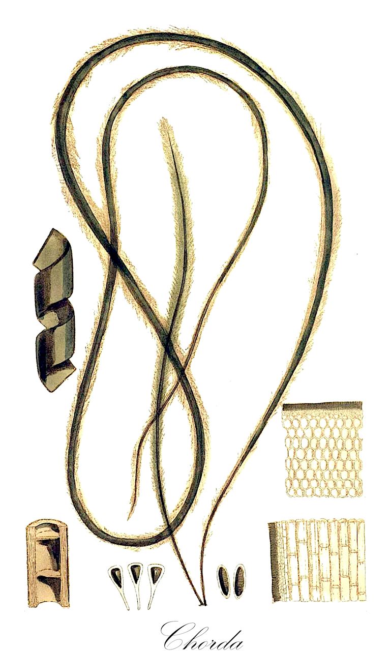 Chorda - Chordaceae,Biota,Chromista,Ochrophyta,Phaeophyceae,Laminariales,Chordaceae,Chorda