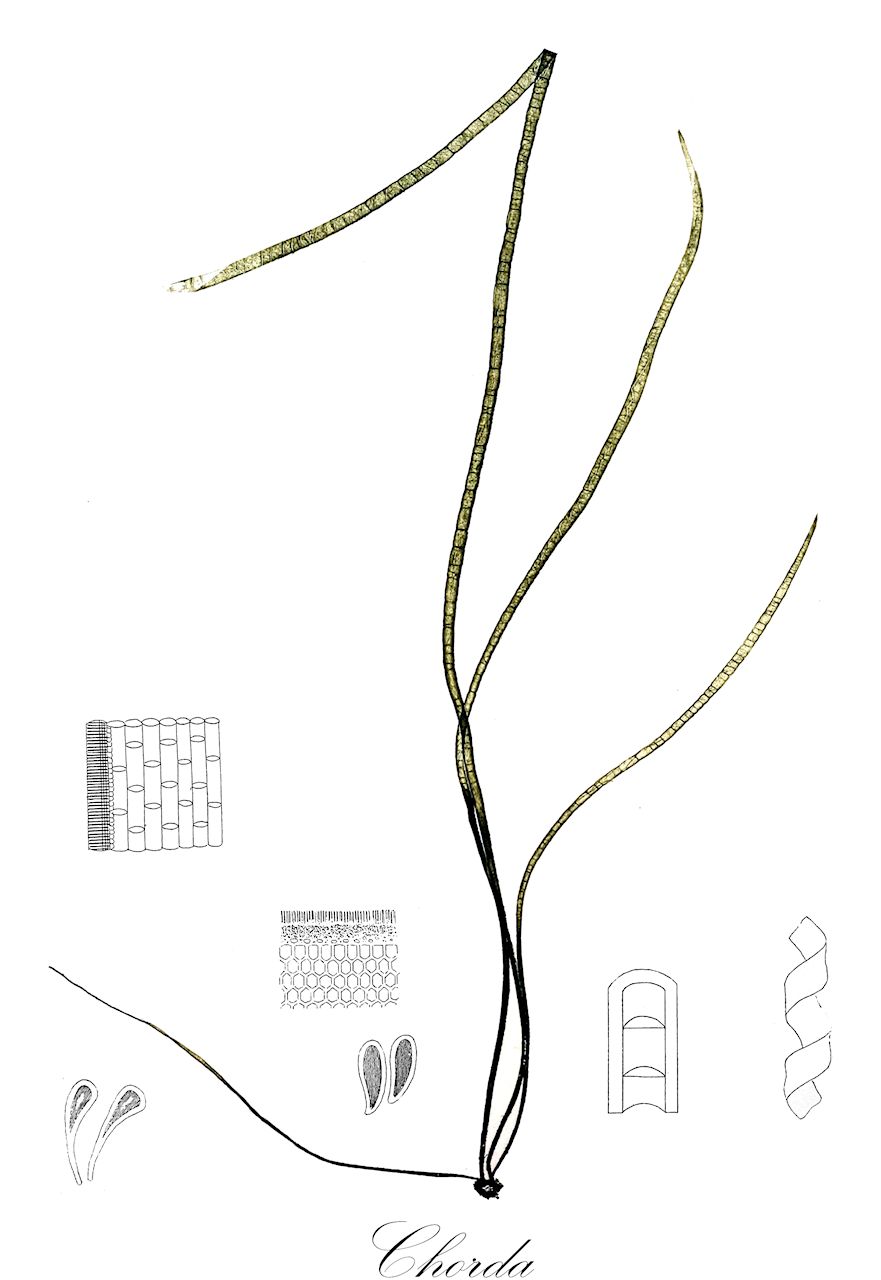 Chorda - Chordaceae,Biota,Chromista,Ochrophyta,Phaeophyceae,Laminariales,Chordaceae,Chorda