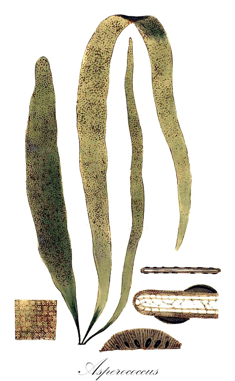 Asperococcus - Chordariaceae,Biota,Chromista,Ochrophyta,Phaeophyceae,Chordariales,Chordariaceae,Asperococcus,Encoelium