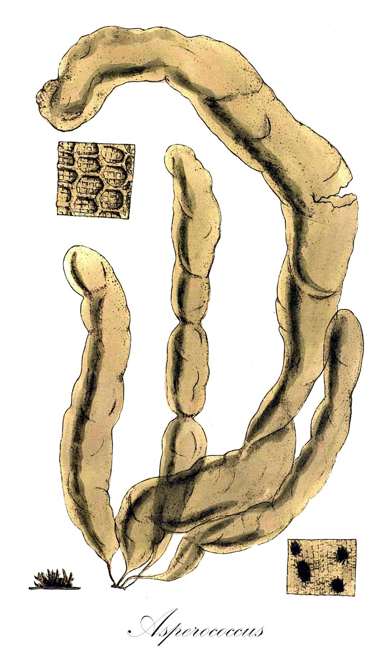 Asperococcus - Orchidaceae,Biota,Chromista,Ochrophyta,Phaeophyceae,Chordariales,Chordariaceae,Asperococcus,Encoelium