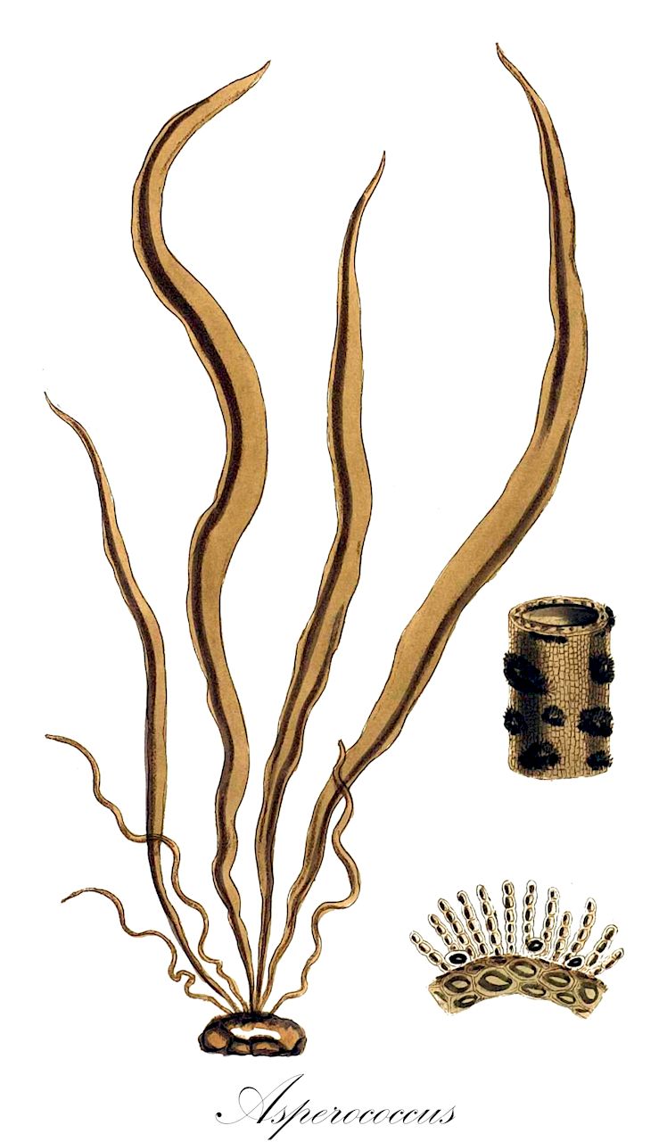Asperococcus - Chordariaceae,Biota,Chromista,Ochrophyta,Phaeophyceae,Chordariales,Chordariaceae,Asperococcus,Encoelium