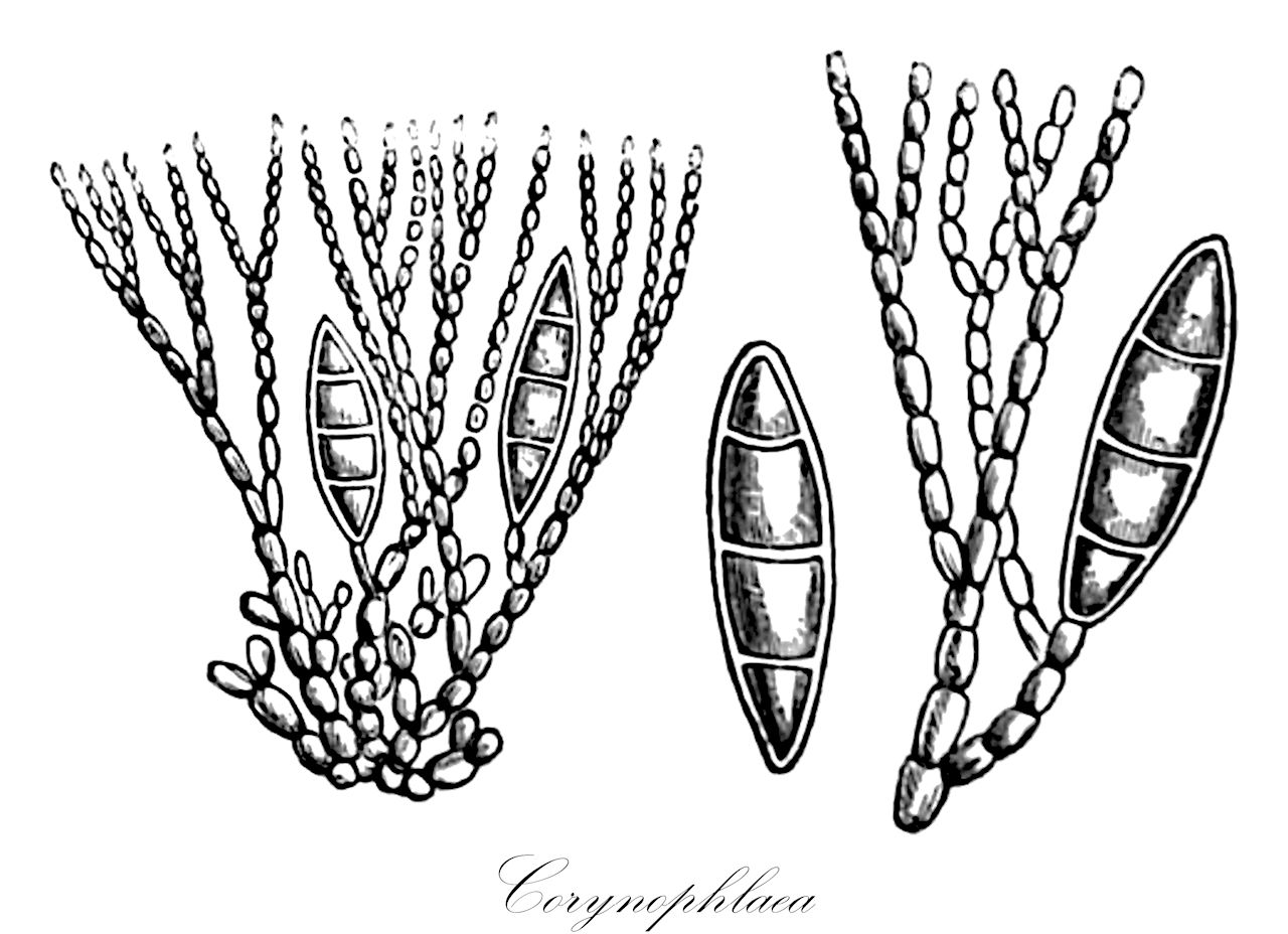Corynophlaea - Ochrophyta,Biota,Chromista,Ochrophyta,Phaeophyceae,Chordariales,Chordariaceae,Corynophlaea