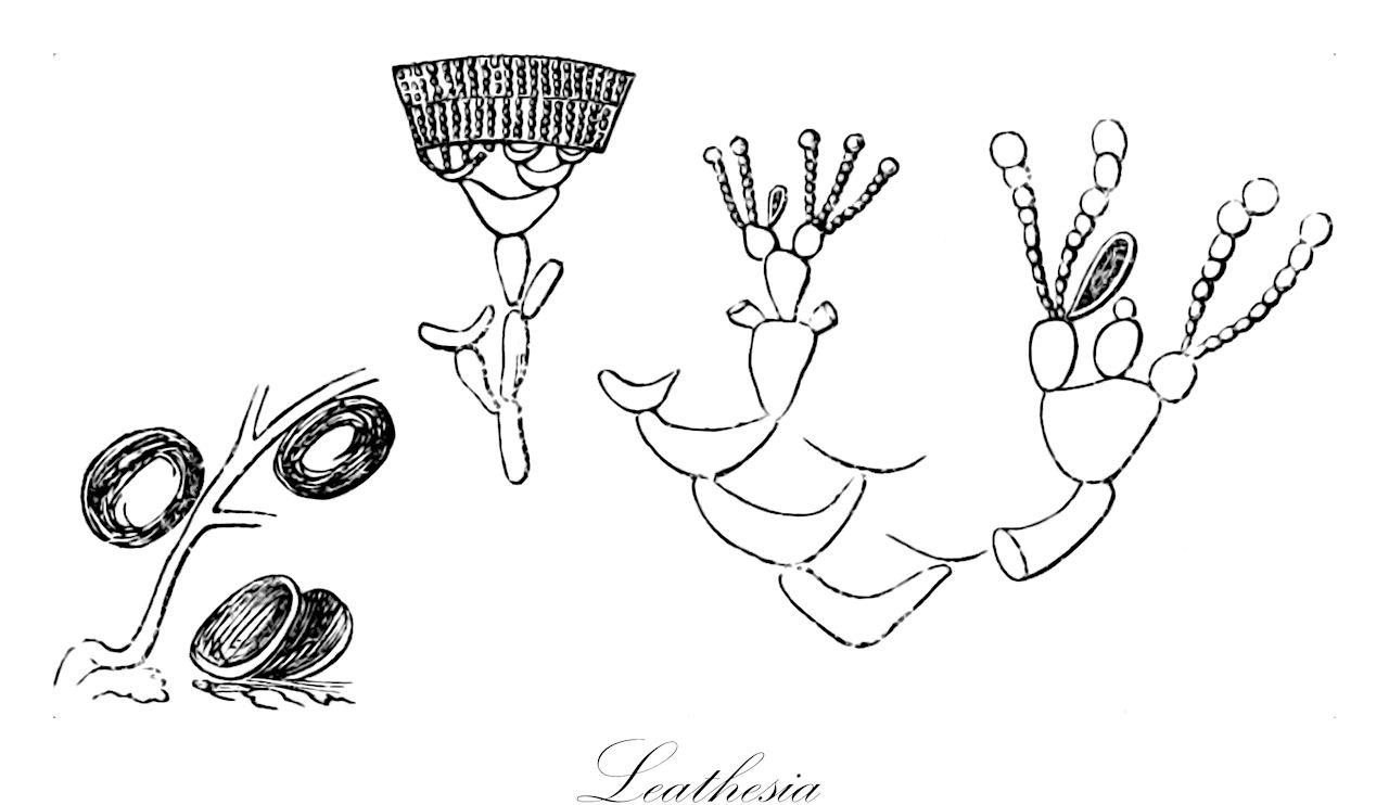 Leathesia - Chordariaceae,Biota,Chromista,Ochrophyta,Phaeophyceae,Chordariales,Chordariaceae,Leathesia,Clavatella, Corynephora, Corynophora, Laethesia