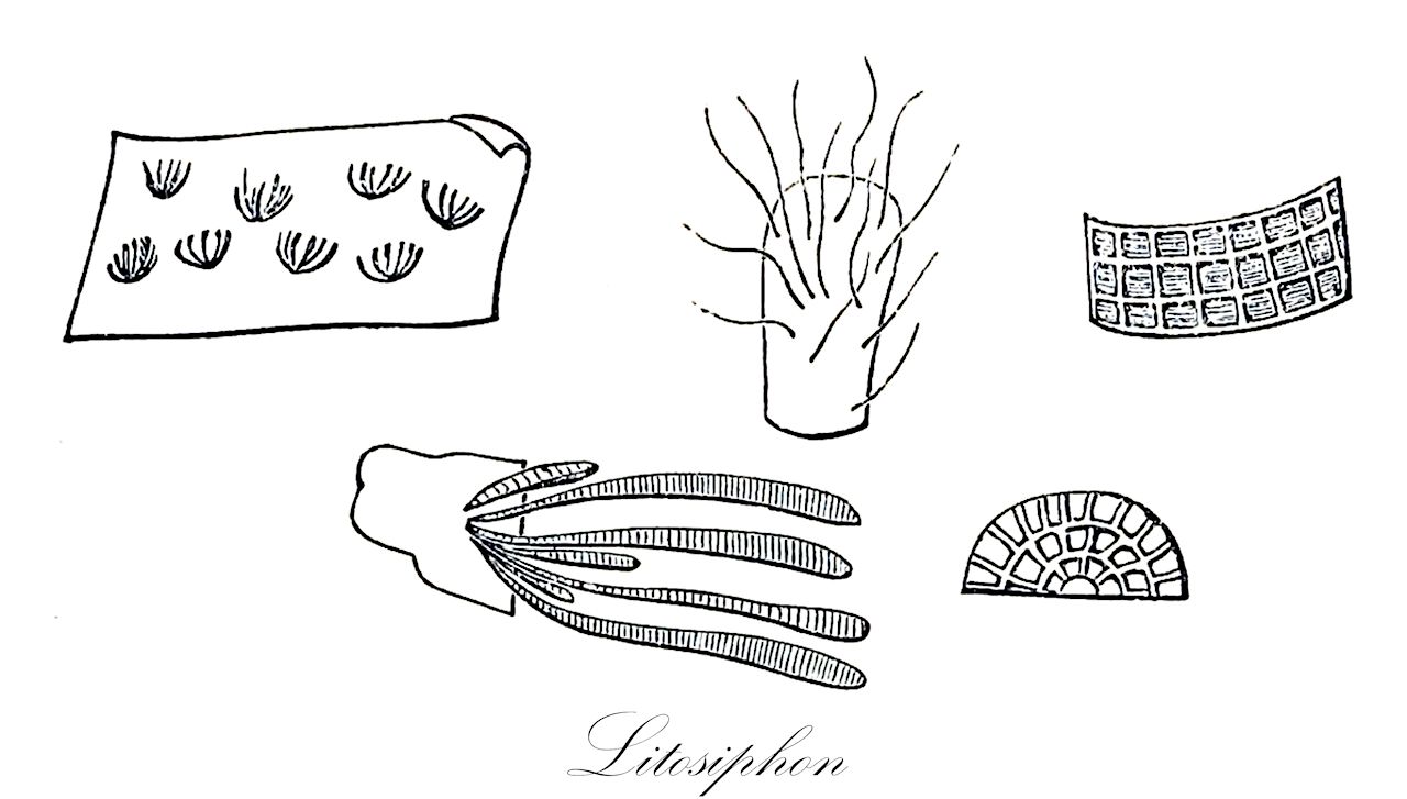 Litosiphon - Chordariaceae,Biota,Chromista,Ochrophyta,Phaeophyceae,Chordariales,Chordariaceae,Litosiphon