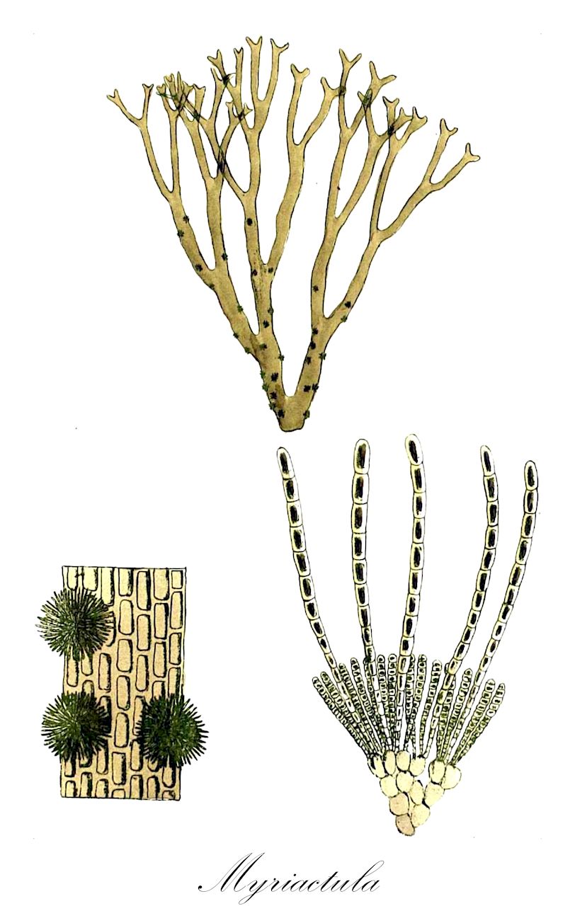 Myriactula - Ochrophyta,Biota,Chromista,Ochrophyta,Phaeophyceae,Chordariales,Chordariaceae,Myriactula,Gonodia, Myriactis