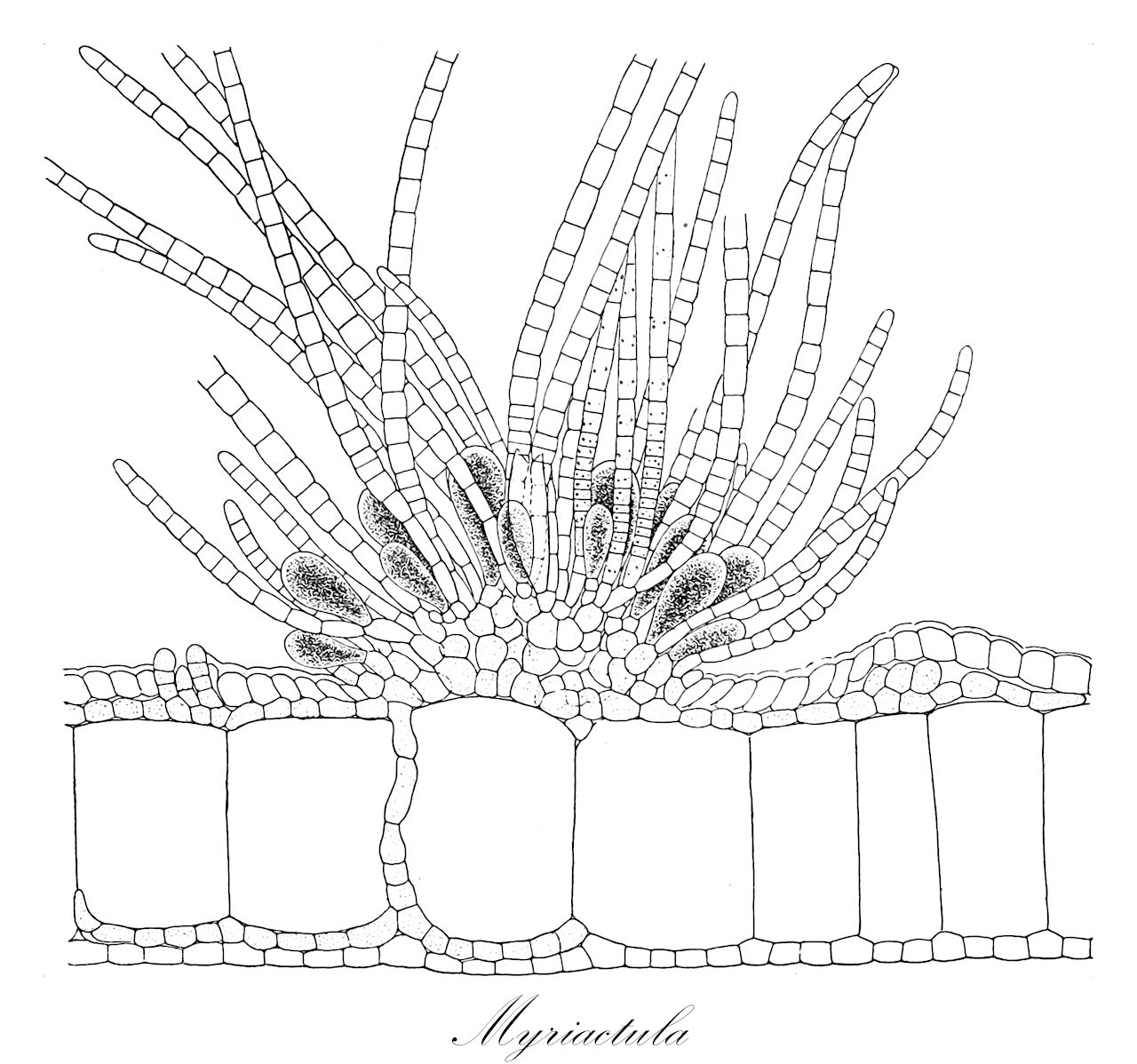Myriactula - Chordariaceae,Biota,Chromista,Ochrophyta,Phaeophyceae,Chordariales,Chordariaceae,Myriactula,Gonodia, Myriactis