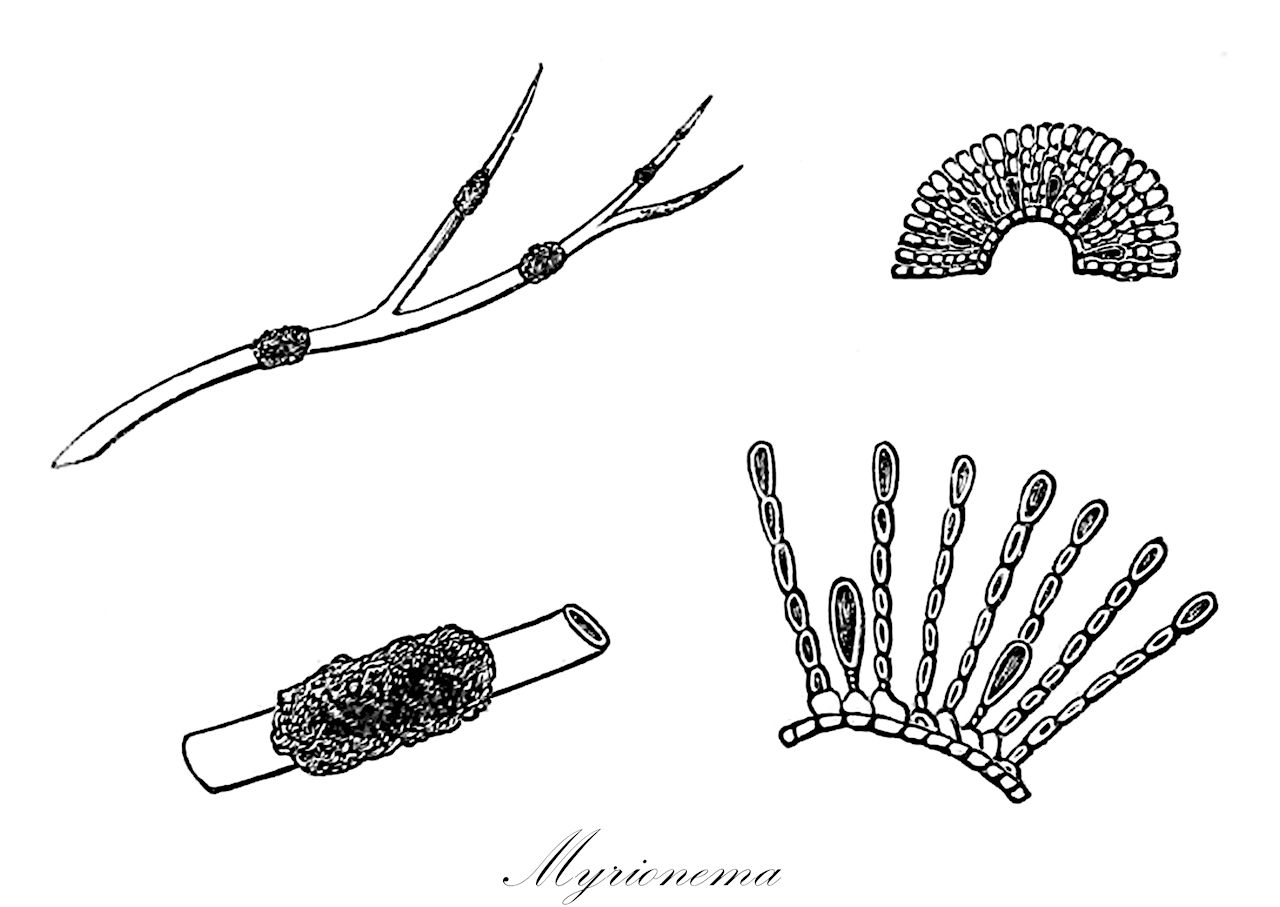 Myrionema - Chordariaceae,Biota,Chromista,Ochrophyta,Phaeophyceae,Chordariales,Chordariaceae,Myrionema,Phaeosphaerium