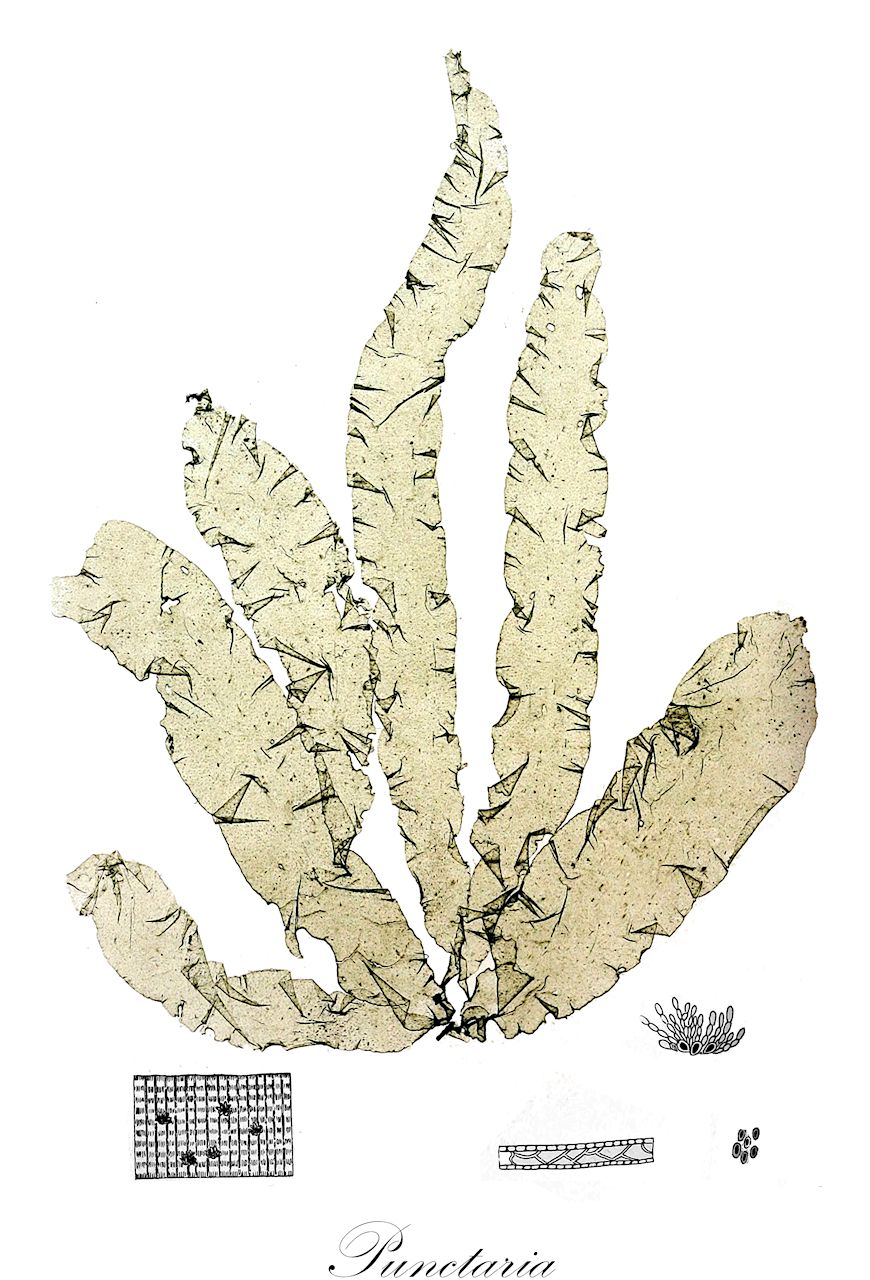 Punctaria - Chordariaceae,Biota,Chromista,Ochrophyta,Phaeophyceae,Chordariales,Chordariaceae,Punctaria