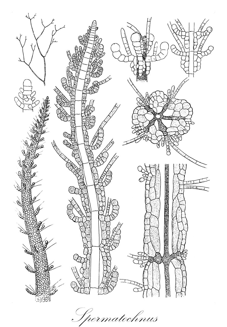 Spermatochnus - Chordariaceae,Biota,Chromista,Ochrophyta,Phaeophyceae,Chordariales,Chordariaceae,Spermatochnus