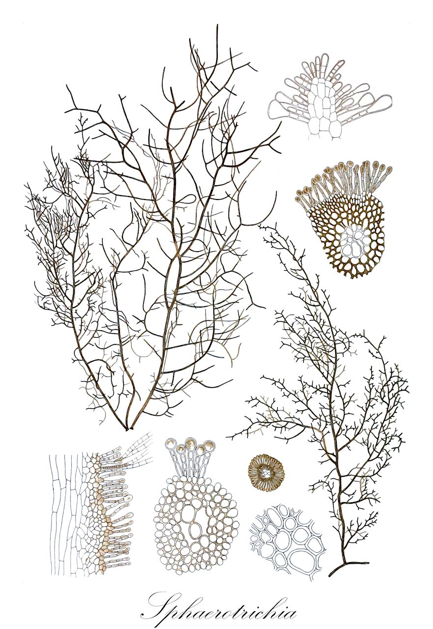 Sphaerotrichia - Ochrophyta,Biota,Chromista,Ochrophyta,Phaeophyceae,Chordariales,Chordariaceae,Sphaerotrichia