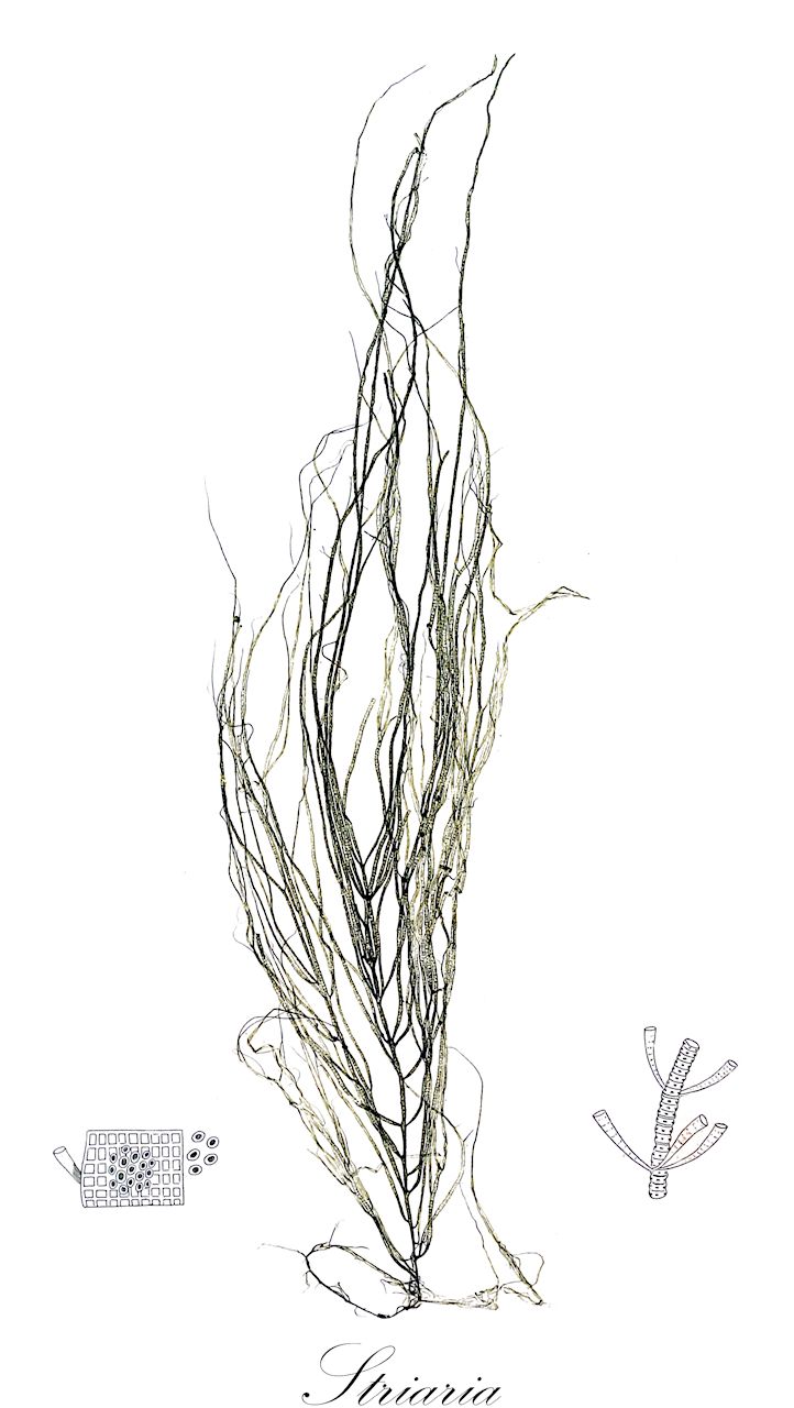 Striaria - Chordariaceae,Biota,Chromista,Ochrophyta,Phaeophyceae,Chordariales,Chordariaceae,Striaria,Carmichaelia