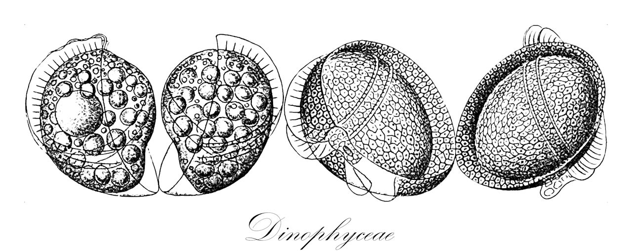 Dinophyceae - Chromista,Biota,Chromista,Miozoa,Dinophyceae