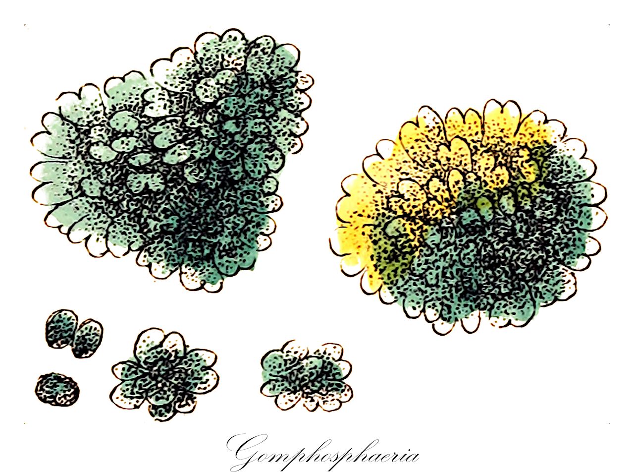 Gomphosphaeria - Cyanobacteria,Biota,Bacteria,Negibacteria,Cyanobacteria,Cyanophyceae,Chroococcales,Chroococcaceae,Gomphosphaeria