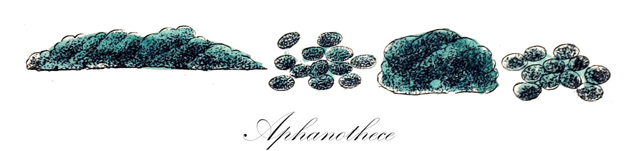 Aphanothece - Chroococcaceae,Biota,Bacteria,Negibacteria,Cyanobacteria,Cyanophyceae,Chroococcales,Chroococcaceae,Aphanothece