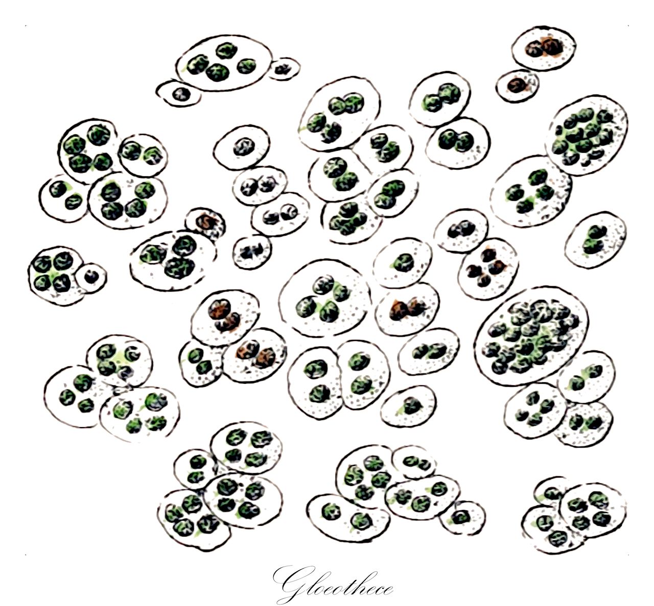 Gloeothece - Radiococcaceae,Biota,Bacteria,Negibacteria,Cyanobacteria,Cyanophyceae,Chroococcales,Chroococcaceae,Gloeothece