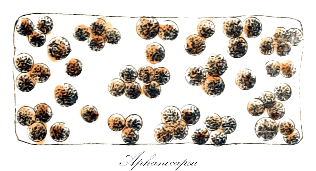 Aphanocapsa - Cyanobacteria,Biota,Bacteria,Negibacteria,Cyanobacteria,Cyanophyceae,Chroococcales,Chroococcaceae,Aphanocapsa