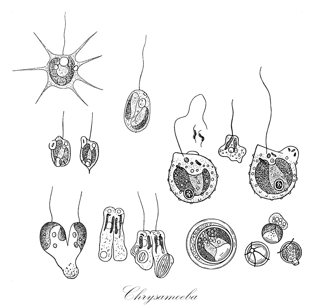 Chrysamoeba - Ochrophyta,Biota,Chromista,Ochrophyta,Chrysophyceae,Chromulinales,Chrysamoebaceae,Chrysamoeba