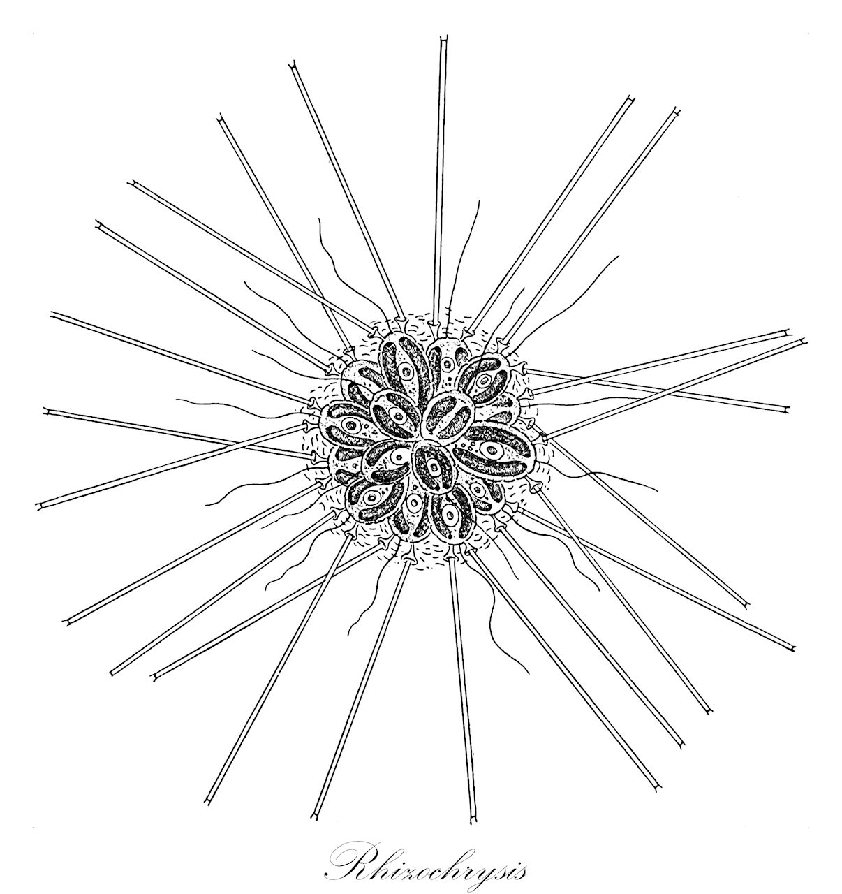Rhizochrysis - Ochrophyta,Biota,Chromista,Ochrophyta,Chrysophyceae,Chromulinales,Chrysamoebaceae,Rhizochrysis