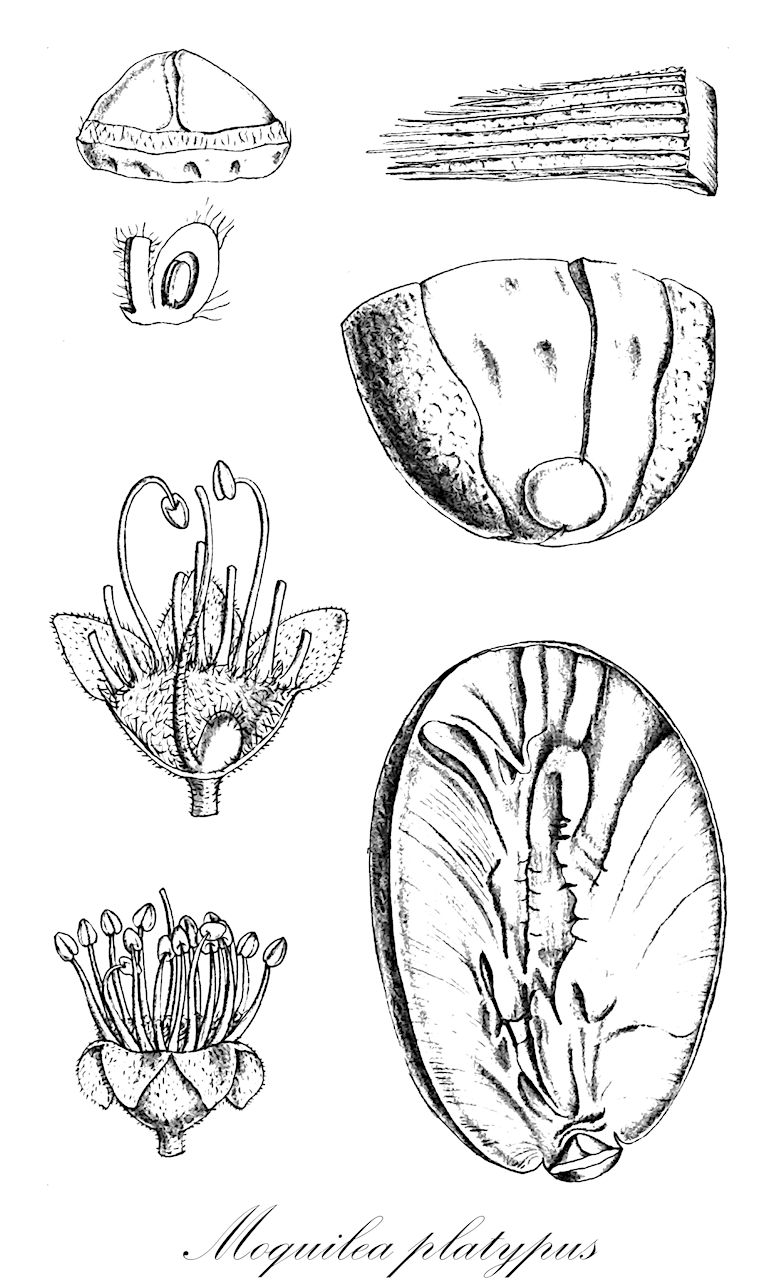 Moquilea platypus - Chrysobalanaceae,Plantae,Pteridobiotina,Angiosperms,Malpighiales,Chrysobalanaceae,Moquilea,Moquilea platypus,Licania platypus