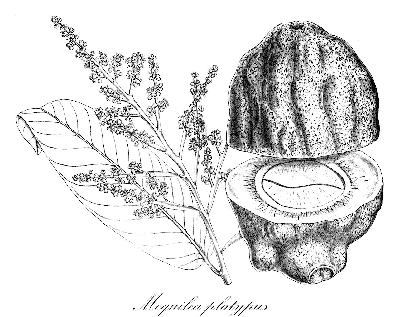 Moquilea platypus - Chrysobalanaceae,Plantae,Pteridobiotina,Angiosperms,Malpighiales,Chrysobalanaceae,Moquilea,Moquilea platypus,Licania platypus