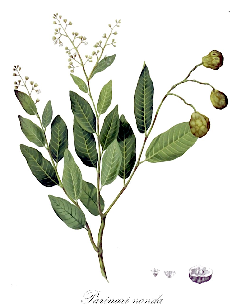 Parinari nonda - Chrysobalanaceae,Ferolia nonda,Plantae,Pteridobiotina,Angiosperms,Malpighiales,Chrysobalanaceae,Parinari,Parinari nonda