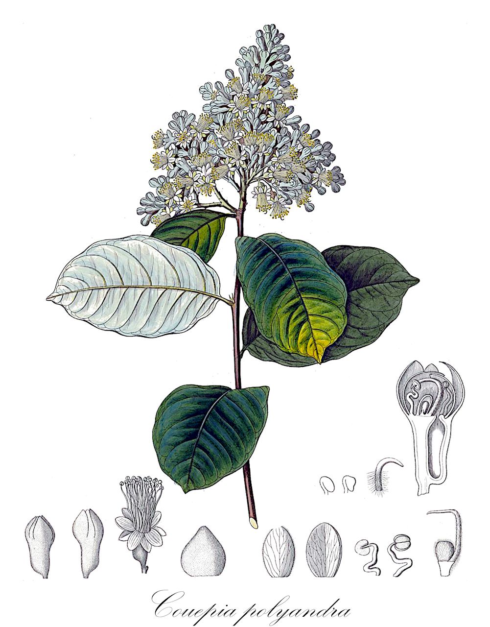 Couepia polyandra - Chrysobalanaceae,Plantae,Pteridobiotina,Angiosperms,Malpighiales,Chrysobalanaceae,Couepia,Couepia polyandra,Couepia dodecandra, Couepia floccosa, Couepia kunthiana, Grymania polyandra, Hirtella dodecandra, Hirtella polyandra, Moquilea kunthiana
