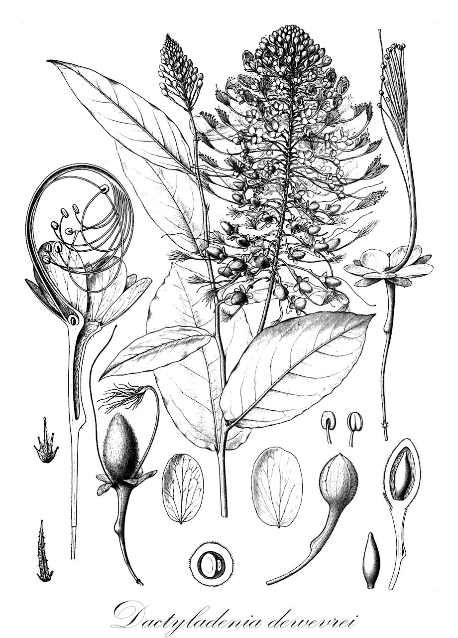 Dactyladenia dewevrei - Chrysobalanaceae,Plantae,Pteridobiotina,Angiosperms,Malpighiales,Chrysobalanaceae,Dactyladenia,Dactyladenia dewevrei,Acioa brazzai, Acioa dewevrei, Acioa dewevrei var. reygaertii, Acioa dewevrei var. seretii, Acioa dewevrei var. vanhouttei, Acioa reygaerti, Acioa seretii, Acioa vanhouttei