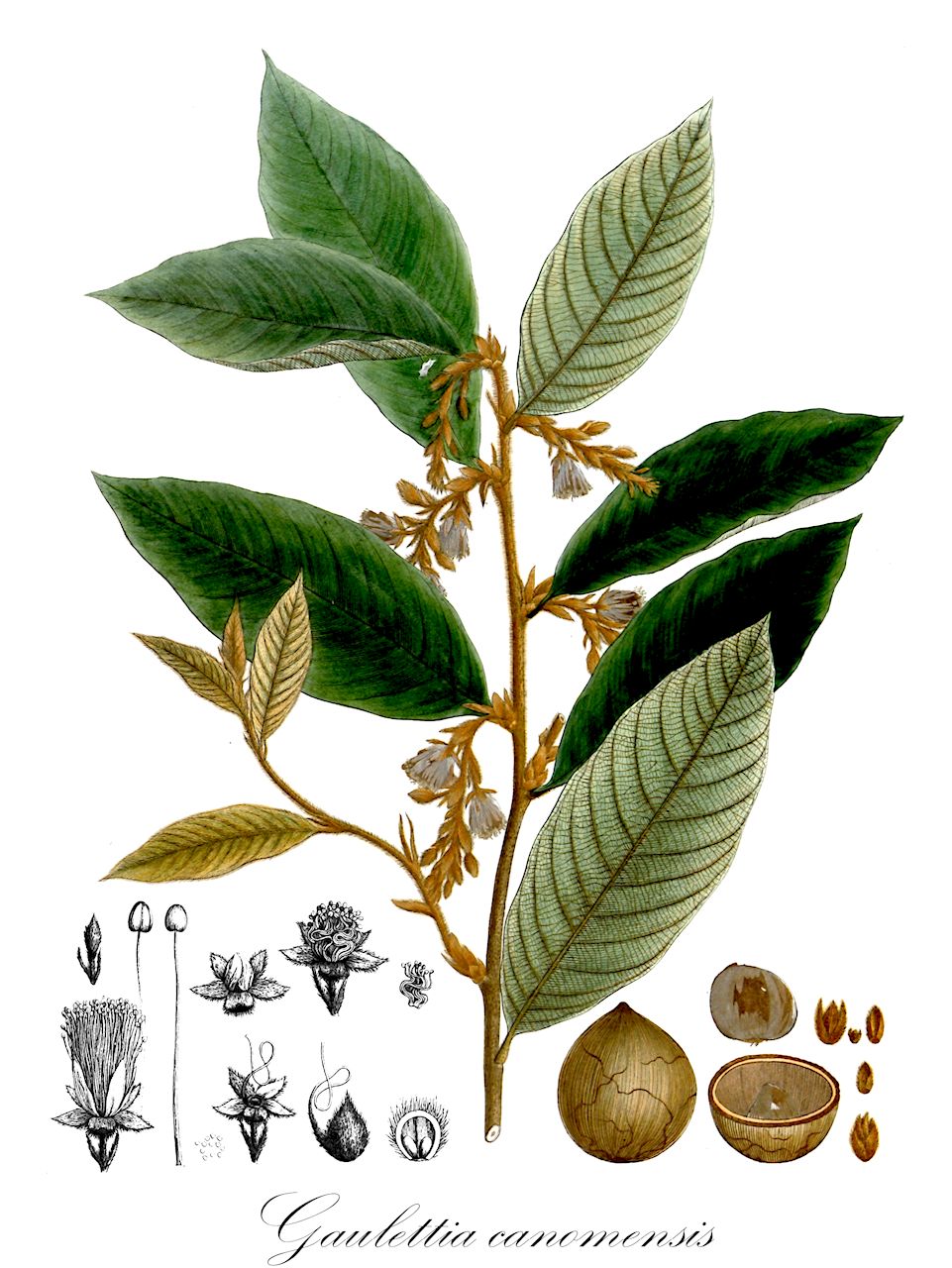 Gaulettia canomensis - Chrysobalanaceae,Plantae,Pteridobiotina,Angiosperms,Malpighiales,Chrysobalanaceae,Gaulettia,Gaulettia canomensis,Couepia canomensis, Hirtella canomensis, Moquilea canomensis, Parinari pilosa