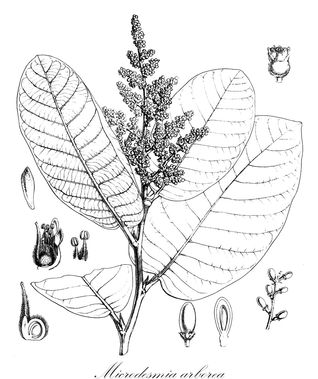 Microdesmia arborea - Chrysobalanaceae,Plantae,Pteridobiotina,Angiosperms,Malpighiales,Chrysobalanaceae,Microdesmia,Microdesmia arborea,Licania arborea, Licania bullatifolia, Licania retusa, Licania seleriana
