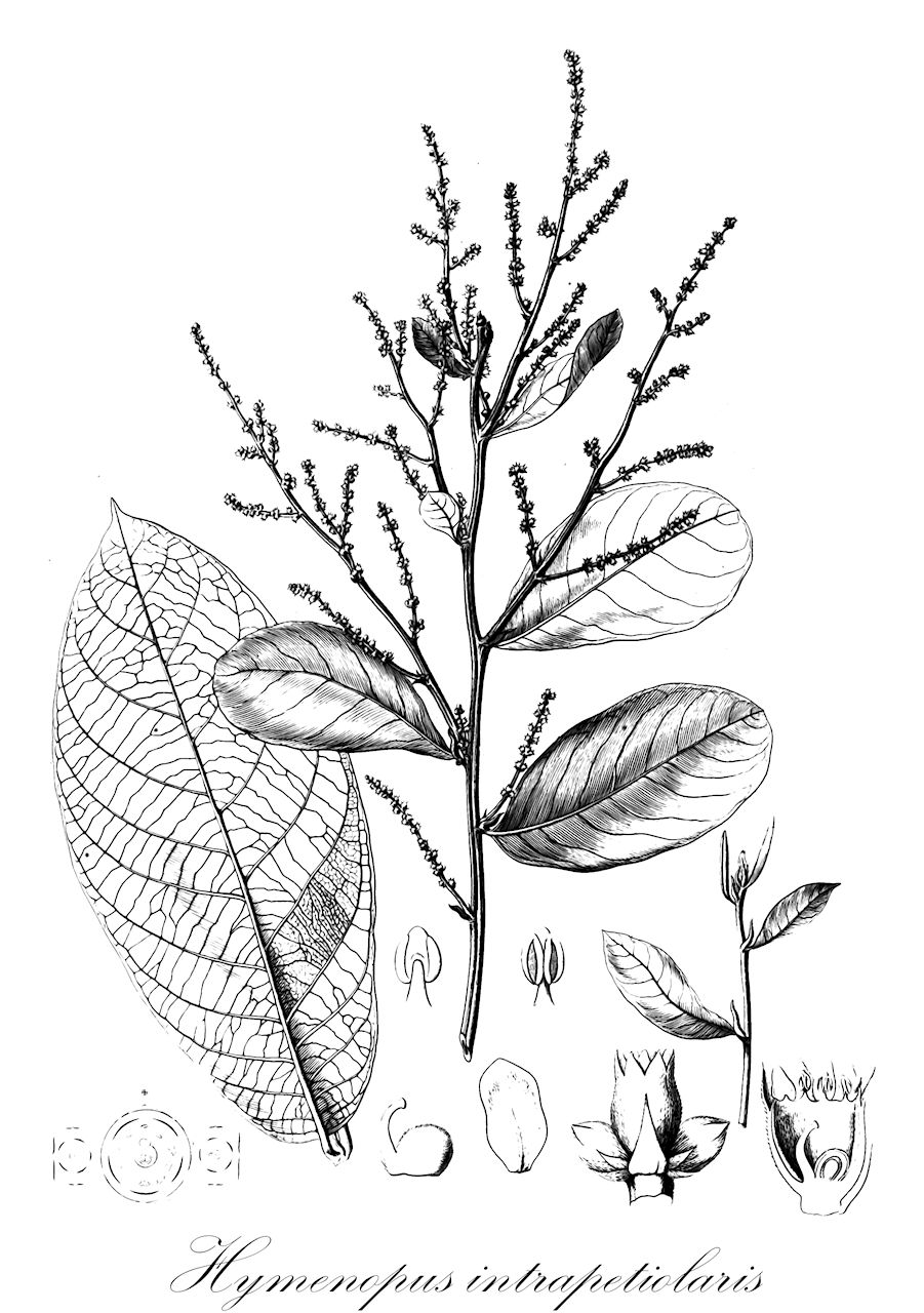 Hymenopus intrapetiolaris - Chrysobalanaceae,Plantae,Pteridobiotina,Angiosperms,Malpighiales,Chrysobalanaceae,Hymenopus,Hymenopus intrapetiolaris,Licania heteromorpha var. grandifolia, Licania intrapetiolaris, Licania intrapetiolaris var. brevis