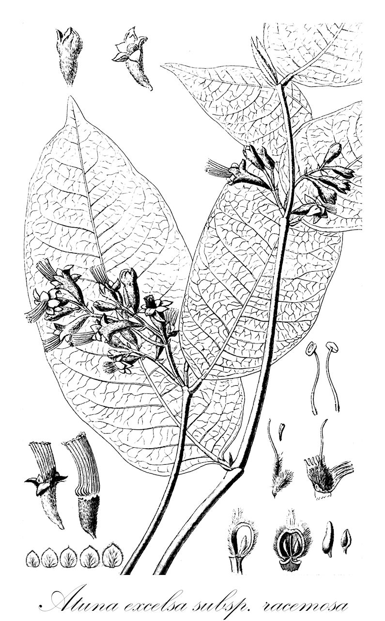 Atuna excelsa subsp. racemosa - Chrysobalanaceae,Plantae,Pteridobiotina,Angiosperms,Malpighiales,Chrysobalanaceae,Atuna,Atuna excelsa,Atuna excelsa subsp. racemosa,Atuna elata, Atuna racemosa, Atuna scabra, Chrysobalanus racemosus, Cyclandrophora elata, Cyclandrophora glaberrima, Cyclandrophora laurina, Cyclandrophora scabra, Ferolia glaberrima, Ferolia scabra, Parinari curranii, Parinari elata, Parinari glaberrima, Parinari hahlii, Parinari lanceolata, Parinari laurina, Parinari macrophylla, Parinari margarata, Parinari mindanaensis, Parinari racemosa, Parinari scabra, Parinari scabra var. lanceolata, Parinari scabra var. macrophylla, Parinari warburgii, Petrocarya glaberrima, Petrocarya scabra