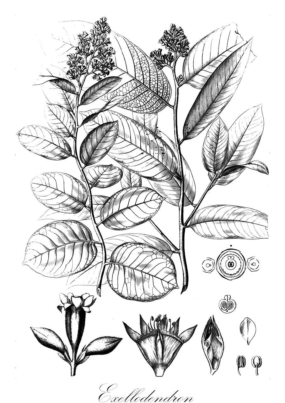 Exellodendron - Chrysobalanaceae,Plantae,Pteridobiotina,Angiosperms,Malpighiales,Chrysobalanaceae,Exellodendron