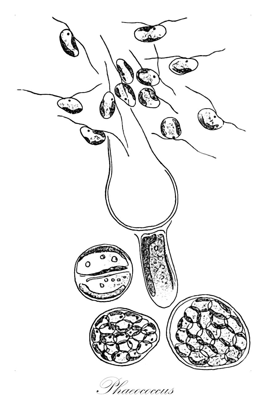Phaeococcus - Ochrophyta,Biota,Chromista,Ochrophyta,Chrysophyceae,Chrysocapsales,Chrysocapsaceae,Phaeococcus,Phoeococcus
