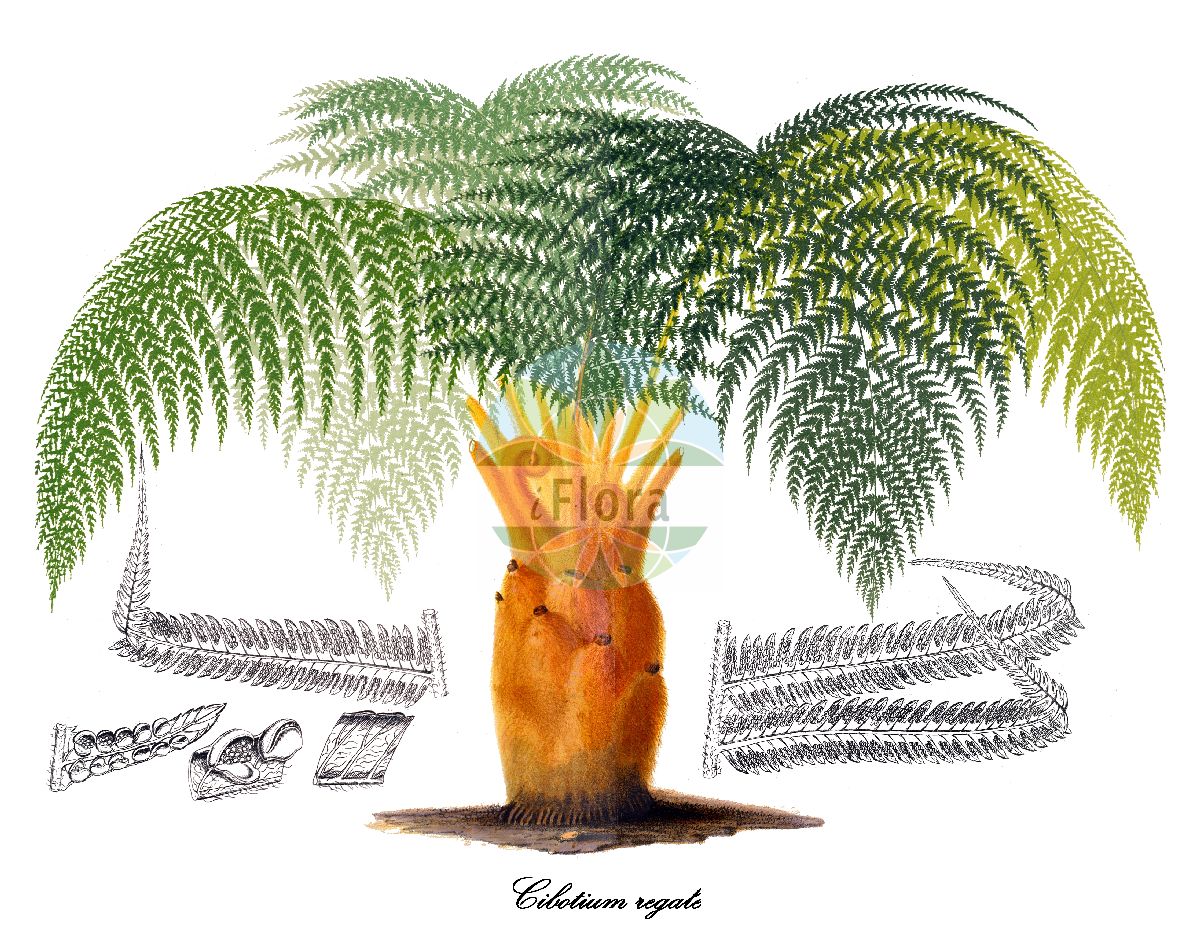 Cibotium regale - Cibotiaceae,Plantae,Pteridobiotina,Polypodiophyta,Polypodiopsida,Polypodiidae,Cyatheales,Cibotiaceae,Cibotium,Cibotium regale,Cibotium guatemalense, Cibotium wendlandii, Dicksonia guatemalensis, Dicksonia regalis, Dicksonia wendlandii