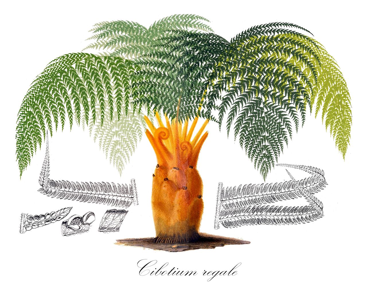 Cibotium regale - Cibotiaceae,Plantae,Pteridobiotina,Polypodiophyta,Polypodiopsida,Polypodiidae,Cyatheales,Cibotiaceae,Cibotium,Cibotium regale,Cibotium guatemalense, Cibotium wendlandii, Dicksonia guatemalensis, Dicksonia regalis, Dicksonia wendlandii