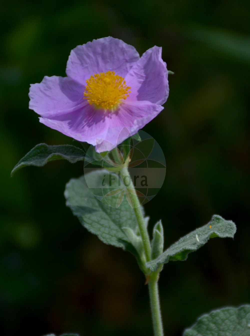 Cistus crispus - Cistaceae,Plantae,Pteridobiotina,Angiosperms,Malvales,Cistaceae,Cistus,Cistus crispus,Cistus crispus f. vestitus, Cistus crispus f. warburgii, Cistus crispus var. vestitus, Cistus vulgaris var. crispus,Krause Zistrose;ciste crépu;ciste crispé;mougé crépu;jaguarzo merino;jaguarzo morisco;jaguarzo prieto;jaguarzo ropero;jara rizada;tomillo prieto;cisto crespo;cisto a foglie crespe;rusedda crespa;roselha;ладанник курчавый;estepa crespa