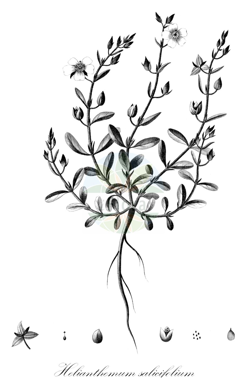 Helianthemum salicifolium - Cistaceae,Plantae,Pteridobiotina,Angiosperms,Malvales,Cistaceae,Helianthemum,Helianthemum salicifolium,Aphananthemum salicifolium, Cistus salicifolius, Helianthemum salicifolium subsp. intermedium, Helianthemum salicifolium var. vulgare,Weidenblättriges Sonnenröschen;Hélianthème à feuilles de saule;hélianthème intermédiaire;hierba del quadrillo;hierba turmera;turmera;Eliantemo annuale;солнцецвет иволистный;söğüt güngülü;heliantemë;heliantem salicifoli;vrbolisna sunčanica;сонцецвіт верболистий;върболистен желтак;shimshon matzui;שִׁמְשׁוֹן מָצוּי
