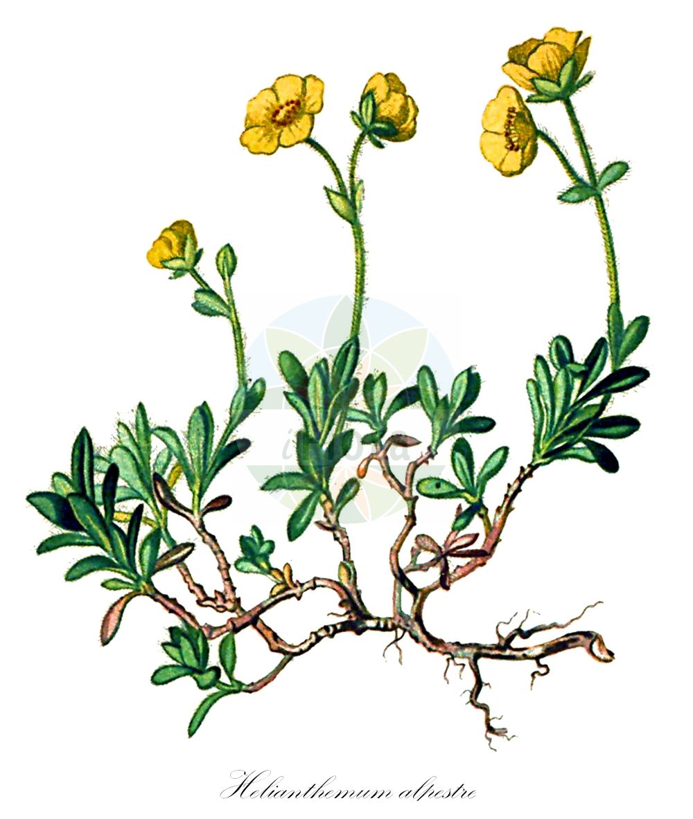 Helianthemum oelandicum subsp. alpestre - Cistaceae,Plantae,Pteridobiotina,Angiosperms,Malvales,Cistaceae,Helianthemum,Helianthemum oelandicum,Helianthemum oelandicum subsp. alpestre,Cistus alpestris, Cistus canus var. seguieri, Helianthemum alpestre, Helianthemum alpestre var. oelandicum, Helianthemum alpestre var. rotundifolium, Helianthemum italicum f. alpestris, Helianthemum italicum subsp. alpestre, Helianthemum italicum var. alpestre, Helianthemum italicum var. strigosum, Helianthemum montanum var. alpestre, Helianthemum oelandicum subsp. glabratum, Helianthemum oelandicum var. alpestre, Helianthemum oelandicum var. rotundifolium, Helianthemum oelandicum var. thessalum, Helianthemum rhodax var. alpestre, Helianthemum thessalum, Rhodax alpestris, Rhodax italicus subsp. alpestris, Rhodax montanus var. virescens,Alpen-Sonnenröschen;alpine rockrose;Hélianthème alpestre;hélianthème des Alpes;Eliantemo alpestre;planinska sunčanica;posłonek alpejski;planinski popon