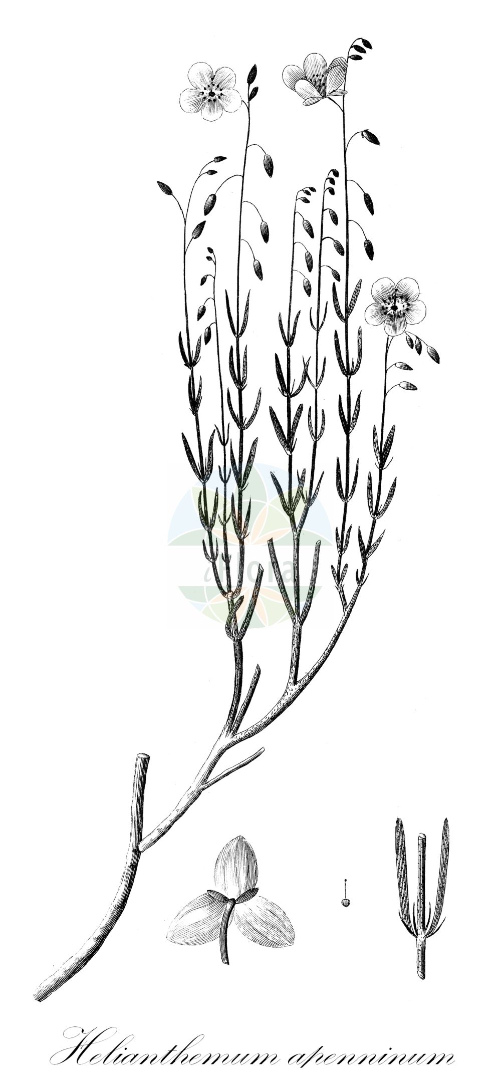 Helianthemum apenninum - Cistaceae,Plantae,Pteridobiotina,Angiosperms,Malvales,Cistaceae,Helianthemum,Helianthemum apenninum,Cistus apenninus, Helianthemum polifolium subsp. apenninum, Helianthemum polifolium var. apenninum, Helianthemum variabile, Helianthemum variabile var. apenninum, Helianthemum variabile var. mutabile,Apennin-Sonnenröschen;Apenninen-Sonnenröschen;white rock-rose;apennine rockrose;Hélianthème des Apennins;hélianthème des Appenins;hélianthème à feuilles de polium;hélianthème blanc;perdicera blanca;perdiguera;zamarrilla;Eliantemo degli Appennini;eliantemo degli Apennini;wit zonneroosje;солнцецвет аппенинский;ak güngülü;heliantemë;heliantem apení