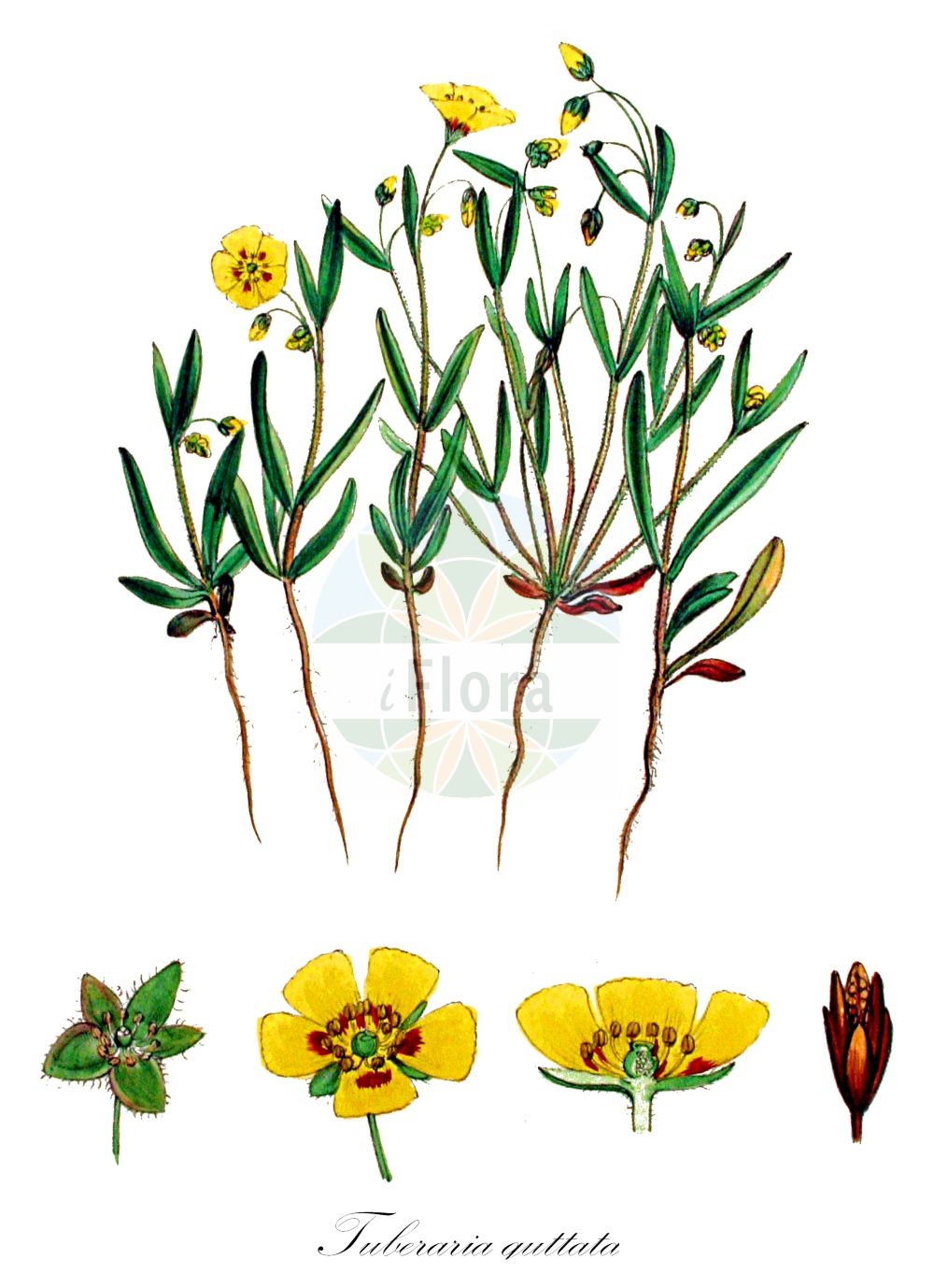 Tuberaria guttata - Cistaceae,Plantae,Pteridobiotina,Angiosperms,Malvales,Cistaceae,Tuberaria,Tuberaria guttata,Cistus cistifolius, Cistus foetidus, Cistus guttatus, Cistus immaculatum, Cistus lanceolatus, Cistus obscurus, Cistus piluliferus, Cistus punctatus, Cistus sampsucifolius, Cistus serratifolius, Cistus serratus, Cistus splendens, Cistus sulphureus, Cistus teretifolius, Halimium alyssoides, Helianthemum alyssoides, Helianthemum breweri, Helianthemum discolor, Helianthemum eriocaulon, Helianthemum guttatum, Helianthemum guttatum f. minor, Helianthemum guttatum f. patulum, Helianthemum guttatum prol. littorale, Helianthemum guttatum prol. milleri, Helianthemum guttatum subsp. breweri, Helianthemum guttatum subsp. discolor, Helianthemum guttatum subsp. eriocaulon, Helianthemum guttatum subsp. littorale, Helianthemum guttatum subsp. milleri, Helianthemum guttatum subsp. variabile, Helianthemum guttatum subsp. villosissimum, Helianthemum guttatum subvar. serratum, Helianthemum guttatum var. asterotrichum, Helianthemum guttatum var. breweri, Helianthemum guttatum var. cavanillesii, Helianthemum guttatum var. columnae, Helianthemum guttatum var. discolor, Helianthemum guttatum var. eriocaulon, Helianthemum guttatum var. immaculatum, Helianthemum guttatum var. llensae, Helianthemum guttatum var. macranthum, Helianthemum guttatum var. maritimum, Helianthemum guttatum var. milleri, Helianthemum guttatum var. pomelii, Helianthemum guttatum var. punctatum, Helianthemum guttatum var. serratum, Helianthemum guttatum var. villosissimum, Helianthemum hirsutum, Helianthemum imbricatum, Helianthemum littorale, Helianthemum milleri, Helianthemum milleri var. eriocaulon, Helianthemum patulum, Helianthemum plantagineum var. serratum, Helianthemum punctatum, Helianthemum semistipulatum, Helianthemum serratum, Helianthemum variabile subvar. eriocaulon, Helianthemum variabile subvar. genuinum, Helianthemum variabile subvar. viscosopuberulum, Helianthemum variabile var. cavanillesii, Helianthemum variabile var. cinereum, Helianthemum variabile var. vulgare, Helianthemum villosissimum, Therocistus glomeratus, Therocistus guttatus, Therocistus guttatus subsp. littoralis, Therocistus villosissimus, Tuberaria annua, Tuberaria annua subsp. alphonsi, Tuberaria annua subsp. barcinonensis, Tuberaria annua subsp. calvipes, Tuberaria annua subsp. degenii, Tuberaria annua subsp. flavescens, Tuberaria annua subsp. hispanica, Tuberaria annua subsp. julii, Tuberaria discolor, Tuberaria gallaecica, Tuberaria glomerata, Tuberaria guttata f. clandestina, Tuberaria guttata subsp. breweri, Tuberaria guttata subsp. discolor, Tuberaria guttata subsp. inconspicua, Tuberaria guttata subsp. variabilis, Tuberaria guttata var. aveyronensis, Tuberaria guttata var. breweri, Tuberaria guttata var. cinerea, Tuberaria guttata var. clandestina, Tuberaria guttata var. columnae, Tuberaria guttata var. croccea, Tuberaria guttata var. eriocaulon, Tuberaria guttata var. milleri, Tuberaria guttata var. punctata, Tuberaria guttata var. serrata, Tuberaria inconspicua var. gallaecica, Tuberaria patula, Tuberaria perennis, Tuberaria variabilis, Tuberaria variabilis f. cavanillesii, Tuberaria variabilis f. diformis, Tuberaria variabilis f. milleri, Tuberaria variabilis subsp. eriocaulon, Tuberaria variabilis subsp. masguindalii, Tuberaria variabilis var. cavanillesii, Tuberaria variabilis var. cinerea, Tuberaria variabilis var. desiderii, Tuberaria variabilis var. eriocaulon, Tuberaria variabilis var. linnaei, Tuberaria variabilis var. llensae, Tuberaria variabilis var. maritima, Tuberaria variabilis var. milleri, Tuberaria variabilis var. mixta, Tuberaria variabilis var. viscosopuberula, Tuberaria variabilis var. vulgaris, Tuberaria villosissima, Tuberaria villosissima var. pomelii, Tuberaria villosissima var. sicula, Xolantha discolor, Xolantha glomerata, Xolantha lanceolata, Xolantha racemosa, Xolantha villosissima, Xolanthes guttatus, Xolanthes racemosa,Geflecktes Sandröschen;Sandröschen;spotted rock-rose;hélianthème à gouttes;grille taché;grille tachée;hélianthème taché;hélianthème tacheté;tubéraire à gouttes;hierba turmera;turmera;fior gallinaccio comune;vanlig maskros;zonneroosje;gevlekt zonnekruid;gevlekt zonneroosje;туберария крапчатая;karagöz gülü;tuberarie;heliantem maculat;istočkana sunčanica;fläcksolvända;slnečný kvet škvrnitý;täplänouto;shimshonit hattippin;שִׁמְשׁוֹנִית הַטִּפִּין;ετήσια τουμπεράρια