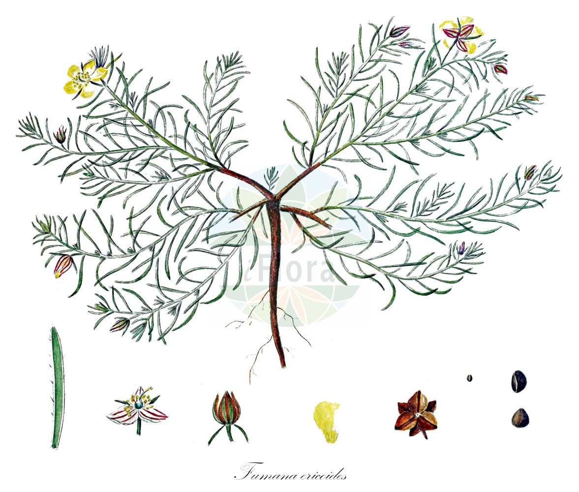 Fumana ericoides - Cistaceae,Plantae,Pteridobiotina,Angiosperms,Malvales,Cistaceae,Fumana,Fumana ericoides,Cistus ericoides, Fumana spachii var. ericoides, Fumana vulgaris subsp. ericoides, Helianthemum fumana subsp. ericoides, Helianthemum fumana var. ericoides,Aufrechtes Nadelröschen;Aufrechtes Heideröschen;Fumana dressé;fumana à feuilles de bruyère;fumana de Spach;fumana fausse-bruyère;hierba sillera;jara-tomillo;sillerilla;tomillo de flor de jara;zamarrilla;Fumana mediterranea;фумана эриковидная;botja gran;estepa groga;falsa herba de setge;fumana ericoide;herba blanca;herba de setge